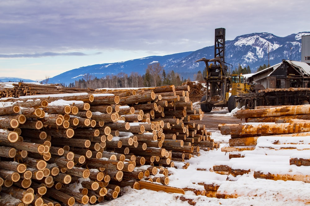 The Giants of Timber- Largest Lumber Companies in the USA